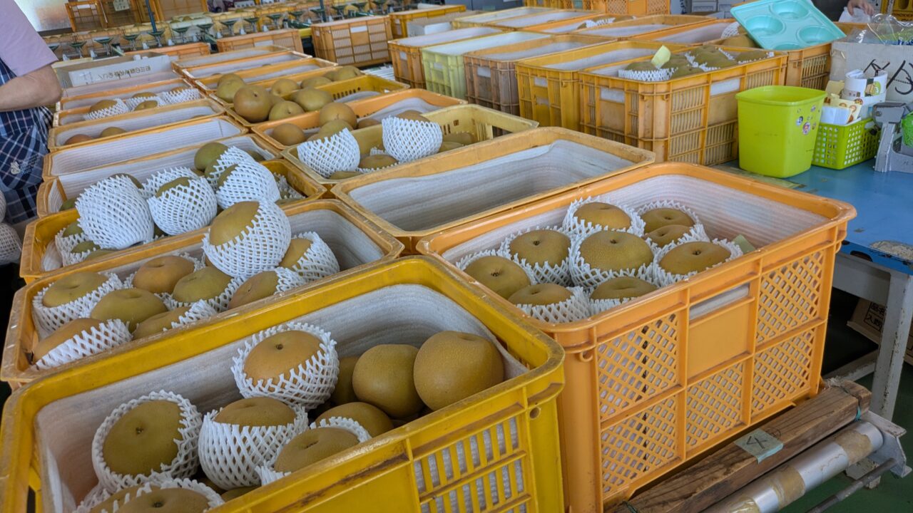 大新園の梨