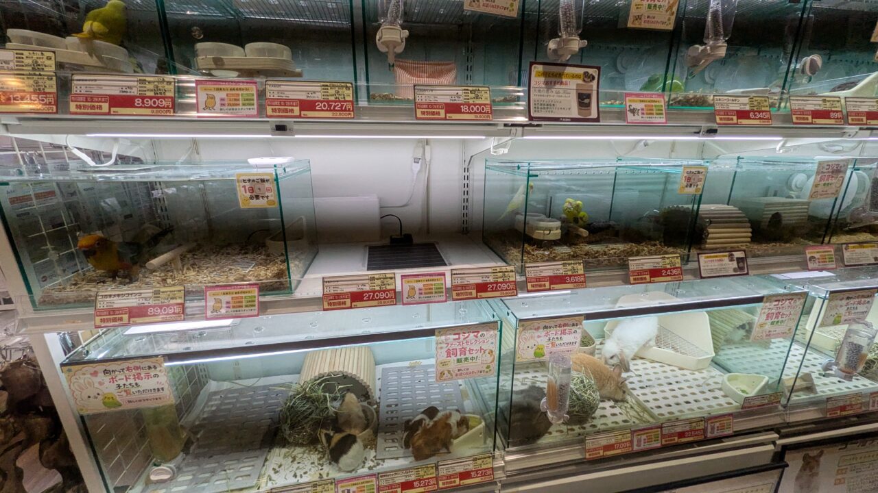 コジマの小動物